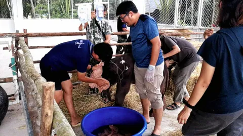 ช่วยลูกช้างป่า 