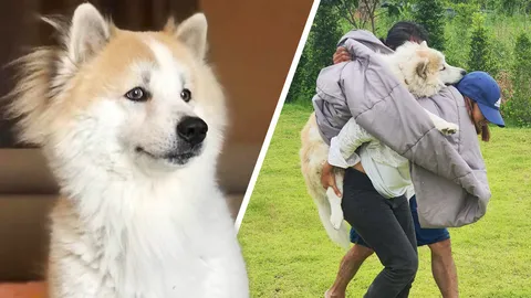 เจ้าของเศร้า อุ้มสุนัขบางแก้วแจ้งความ หลังถูกร็อตไวเลอร์ 3 ตัว ขย้ำจนตาย