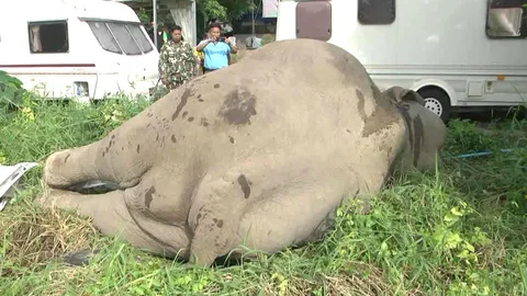 สลด ช้างพลายเขาใหญ่ ถูกไฟฟ้ารีสอร์ตช็อตตายอนาถ