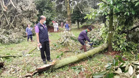 ฝนซัดเขาพนมดงรัก น้ำป่าหลากซ้ำ ชาวบ้านอ่วม ต้นทุเรียนโค่นเสียหายยับ