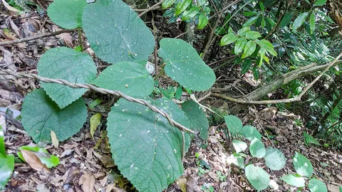 พบพิษมีฤทธิ์ต่อระบบประสาทจากต้นไม้