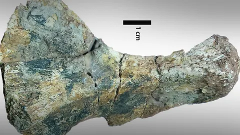 ฟอสซิลให้ข้อมูลเชิงลึกสภาพภูมิอากาศ