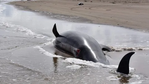 ออสเตรเลียจำใจ ต้องทำการุณยฆาต วาฬ 4 ตัว เหนื่อยจนทรมาน หลังเกยตื้น 