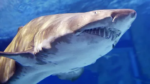 สาวท้องใจเด็ด โดดทะเลฟลอริดา ช่วยสามีถูกฉลามกัดรอดตายหวุดหวิด