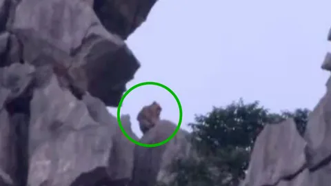 พญาวานร บนยอดเขาหน่อ คล้ายลิงเสน คิ้วหนา กระดูกโปน