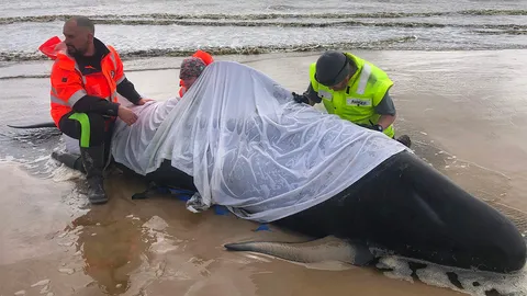 สลดวาฬเกยตื้นออสเตรเลียตายกว่า 350 ตัว