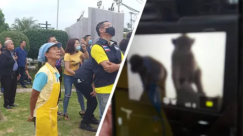 ฮือฮาอีก "ลิงยักษ์" โผล่อวดโฉม 2 ตัว บนยอดเขาหน่อ ชาวบ้านดีใจเห็นกับตา