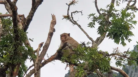 "ลิงยักษ์" เขาหน่อ จนท.สรุปแล้วเป็นลิงแสมขนาดใหญ่ ไม่ส่งคนขึ้นไปพิสูจน์