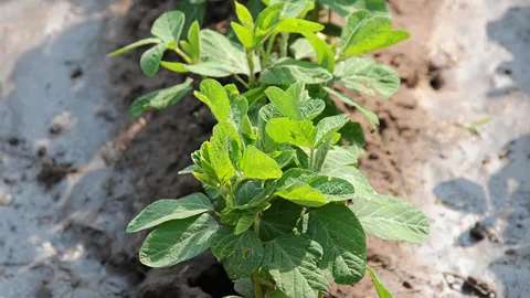 ถั่วเหลืองระวัง 2 หนอน