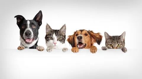 เปิดคำทำนาย ฝันถึงสัตว์ บอกโชคลาภแม่นๆ  