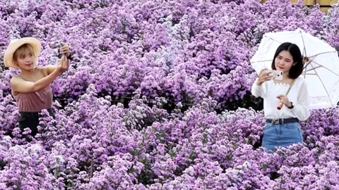 เปิดพิกัด "สวนดอกมาการ์เร็ต" เชียงใหม่ ถ่ายรูปสวยแบบไม่มีอะไรมากั้น