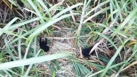 3 หมีหมาแม่ลูกอ่อนชัยภูมิยังจับไม่ได้ เร่งกระชับวงล้อม คาดพรุ่งนี้ได้ตัว (คลิป)