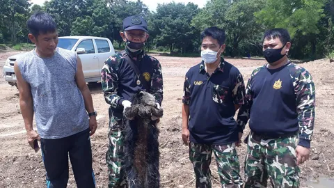 สลด "หมีขอ" ลงป่ามาหากิน ฝูงหมาไล่กัด ปีนหนีขึ้นเสาถูกไฟช็อตตาย