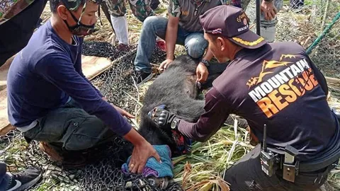 จับจนได้ 3 แม่-ลูกหมีควาย ส่งไปดูแลชั่วคราวก่อนปล่อยคืนป่า