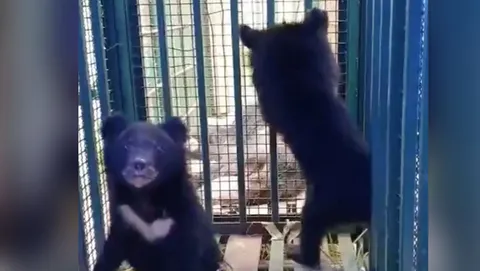 สัญชาตญาณของความรัก ลูกหมีเขย่ากรง ร้องเรียกแม่ ยังสลบจากฤทธิ์ยา (คลิป)