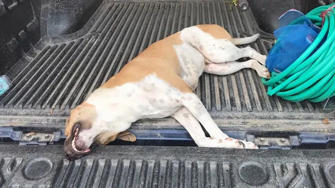 ล่าหมาจรจัด ไล่กัดเด็กในโรงเรียน จมเขี้ยวเจ็บ 6 ต้องนําส่งโรงพยาบาล