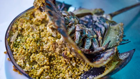 แนะคนชอบกิน "ไข่แมงดา" ระวังเจอ "แมงดาพิษ" อันตรายถึงขั้นเสียชีวิตได้