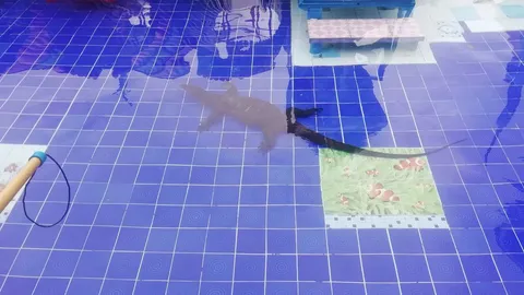 กู้ภัยรุดช่วยจับ ตัวเงินตัวทองกว่า 2 เมตร ลงนอนเล่นสระน้ำโรงแรมที่กระบี่