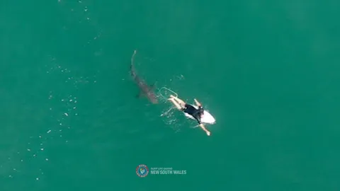 นักเซิร์ฟออสซี่ รอดจากปากฉลามหวุดหวิด (คลิป) 