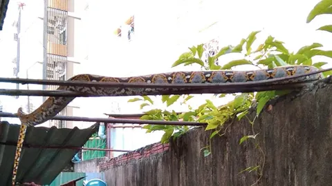 ชาวบ้านสะพรึง "งูหลามยักษ์" พาลูกเลื้อยข้ามกำแพง นอนพาดราวตากผ้า