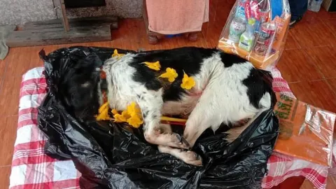 เสี่ยแค้นรัว 3 นัด ฆ่าหมาบางแก้ว ลั่นกลางตลาด มีคลิปว่อนเน็ต สุดสะเทือนใจ