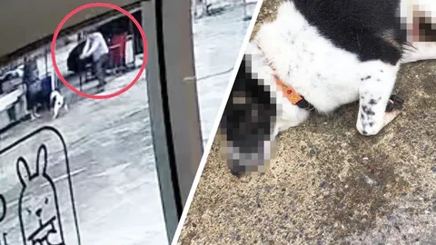 เผยนาที ชายใจโหดหาเรื่องยิงหมา จ่อ 3 นัดตายกลางตลาดที่ห้วยขวาง