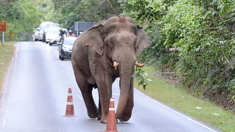 โครงการพัชรสุธาคชานุรักษ์ น้ำทิพย์ฟื้นฟูป่ารักษาช้าง