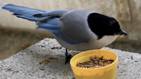 นกรู้จักแบ่งปันอาหาร กับนกด้อยโอกาส