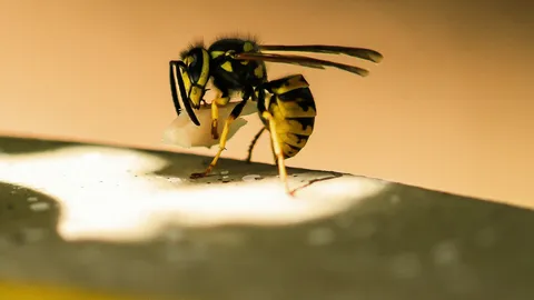 ออกแบบวิธีฆ่าแบคทีเรีย จากพิษตัวต่อ