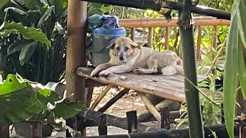 หนุ่มตรังจมคลองดับ หมาหอนทั้งคืน ก่อนเจอเพื่อนได้กลิ่นเน่า เชื่อคนตายทัก