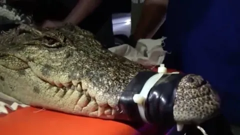 จระเข้ขนาดกว่า 2 เมตร เข้าบ้านคนที่หนองแค ร้องกู้ภัยสระบุรีช่วยจับ (คลิป)