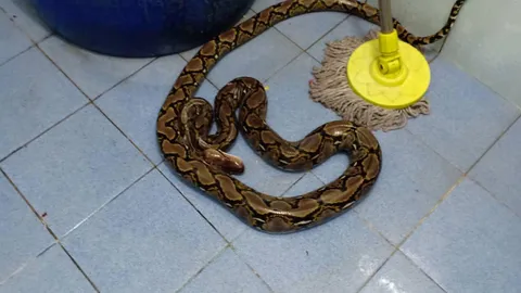 งูเหลือมโผล่ชักโครก กัดป้าวัย 54 ที่สมุทรปราการ บาดเจ็บที่ก้นและนิ้วมือ