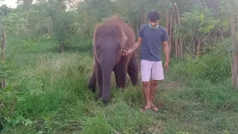 อายัดลูกช้างวัย 3 ปี ไมโครชิปไม่ตรงรูปพรรณ สงสัยสวมตั๋ว 