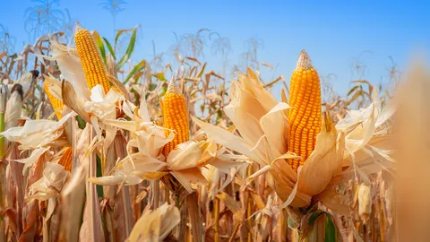 เกษตรกรยิ้มออกกับโครงการประกันรายได้ผู้ปลูกข้าวโพดเลี้ยงสัตว์