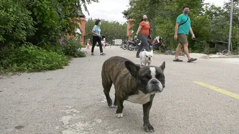 3 แก๊งหมา แห่งดอยพระฌานที่ลำปาง คอยพาเที่ยววัด น่ารักจนต้องขอเซลฟี่ (คลิป)