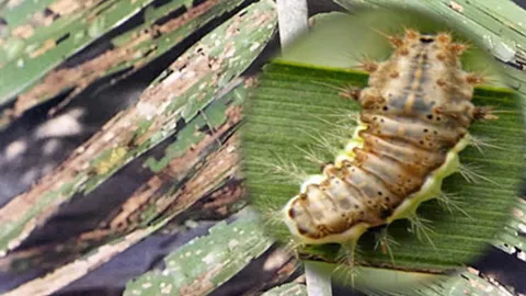 ปาล์มน้ำมันระวังหนอนหน้าแมว