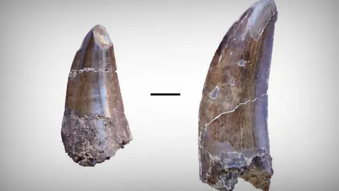 ฟันกับพฤติกรรมการกินของไดโนเสาร์