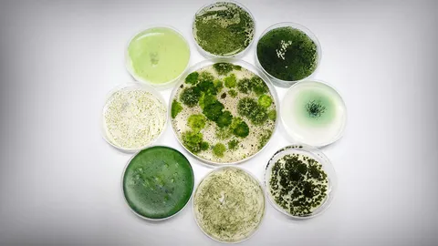 ไซยาโนแบคทีเรีย ซุปเปอร์ฮีโร่ตัวน้อย