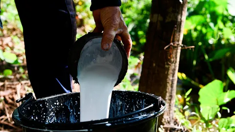 กยท.ใจจดจ่อลุ้นไปแตะ 100 บาท ชาวสวนยางพารายิ้มแก้มปริ ราคาทะลุ 80 บาทต่อกิโลกรัม