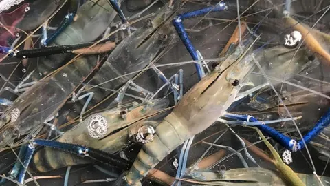 ยุทธศาสตร์...กุ้งก้ามกราม