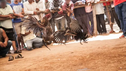 อึ้ง ตำรวจฟิลิปปินส์บุกจับแข่งไก่ชนผิดก.ม. โดนคมมีดติดเดือยไก่บาดดับสลด