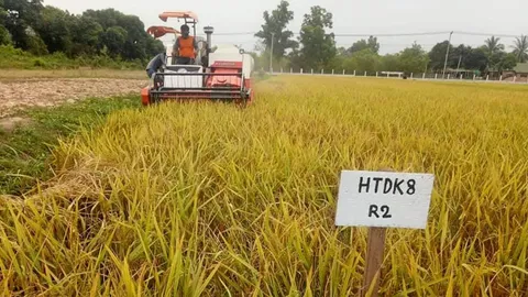 ข้าวเหนียว...หอมท่าดอกคำ 8 พันธุ์ใหม่จากไทยสู่ สปป.ลาว