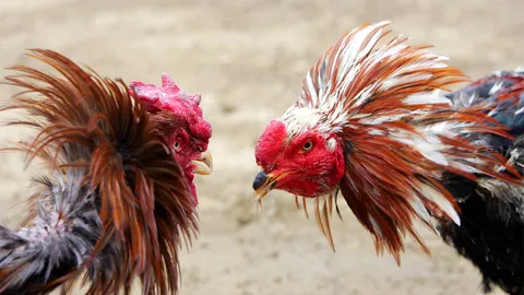 ตำรวจนำกำลังบุกทลายบ่อน ถูกไก่ชนตีดับ