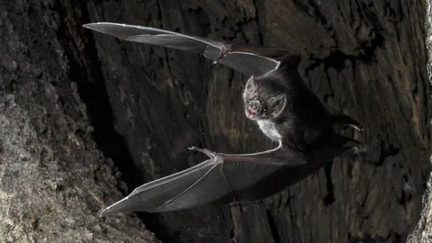 ค้างคาวแวมไพร์ ก็เว้นระยะห่างทางสังคม