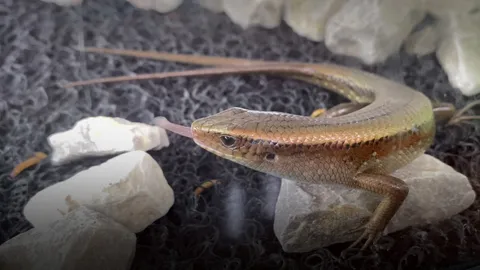 ฮือฮา เจ้านำโชค จิ้งเหลน 2 หางพารวย คอหวยส่องเห็น "เลขบนผิวหนัง"