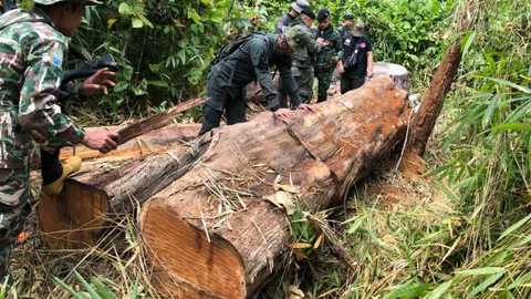 เสียดาย "สักทองร้อยปี" ถูกลอบตัดแปรรูป เชื่อนายทุนเป็นผู้มีอำนาจ 