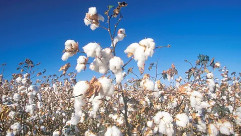 จีเอ็มโอ..จำเลยสังคม ไทยงมโข่งฝรั่งเป๋าตุง