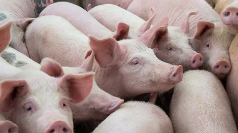 ไม่นำเข้าหมูสหรัฐฯ เพราะต้องคำนึงถึงสุขภาพของคนในประเทศ และเกษตรกร