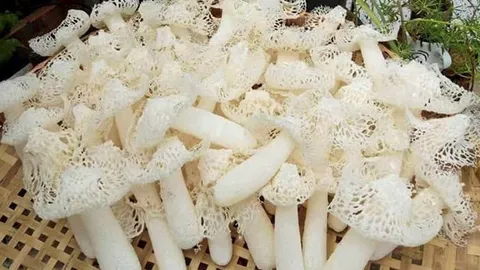 เห็ดเยื่อไผ่พันธุ์ไทย เจ๋งกว่านำเข้าจากจีน