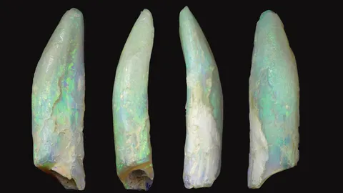 ซากฟัน บ่งชี้ความหลากหลายของซอโรพอด